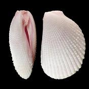 vijlschelp (lima vulgaris) 12-2011